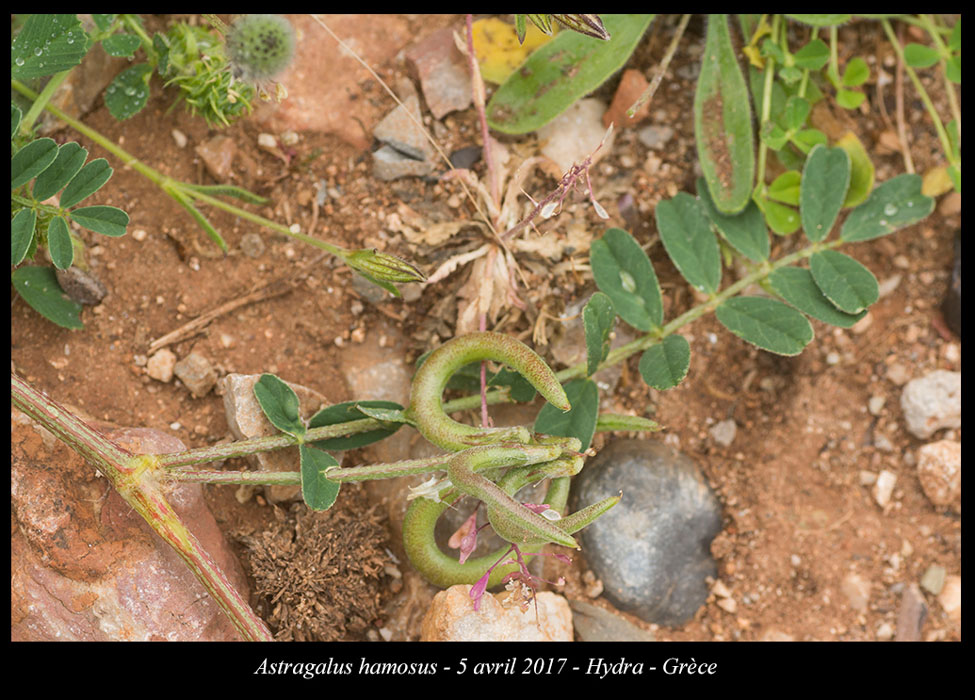Astragalus-hamosus